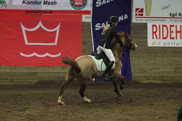 Hollandsk Sportspony Chili Pepper K - lidt fresh inden start billede 2