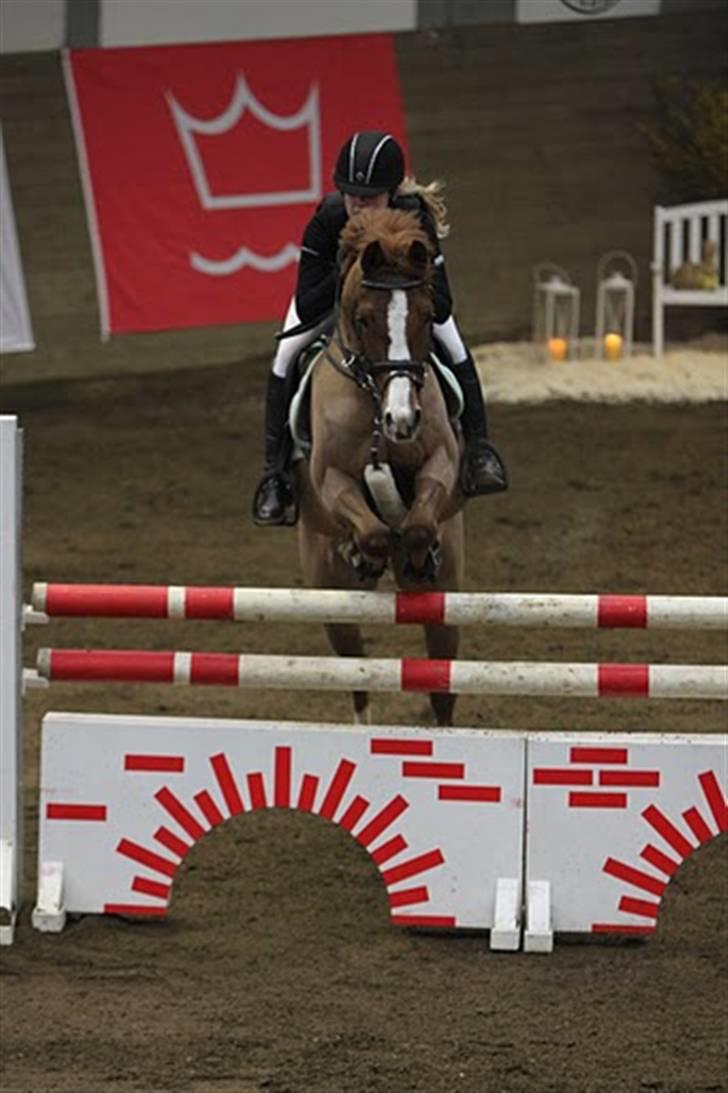 Hollandsk Sportspony Chili Pepper K - hop- og mur og det hele billede 3
