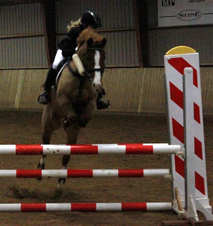 Hollandsk Sportspony Chili Pepper K - HOOR:D billede 5