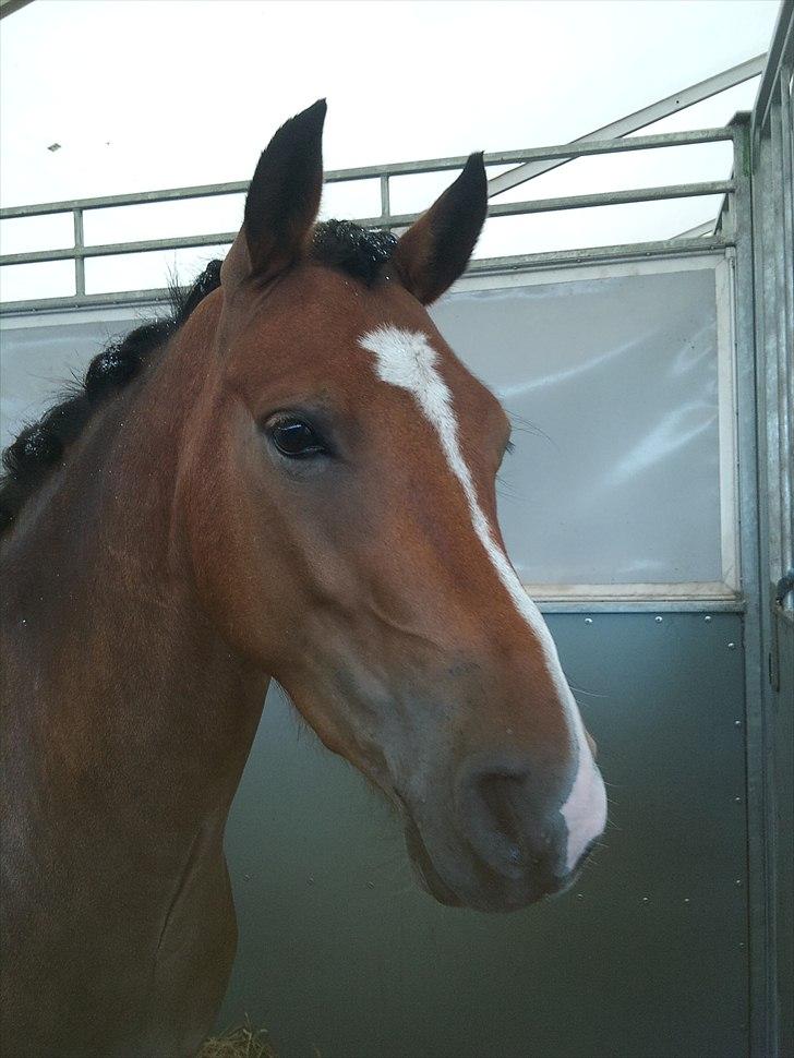 Anden særlig race Gyrupgaards Bailey B-pony - Den lille stjerne i Hodsager.. <33 :D billede 15