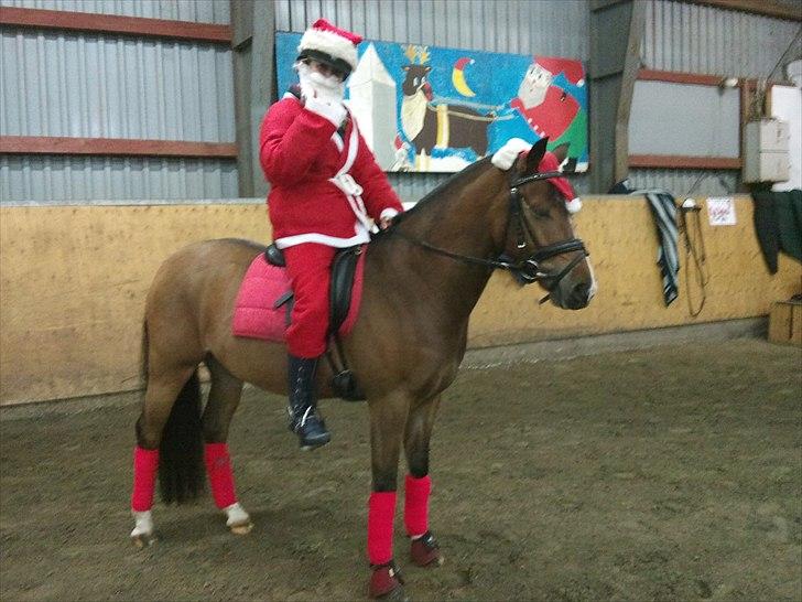 Anden særlig race Gyrupgaards Bailey B-pony - Søs der rider julemand på lille B. december 2010 billede 18