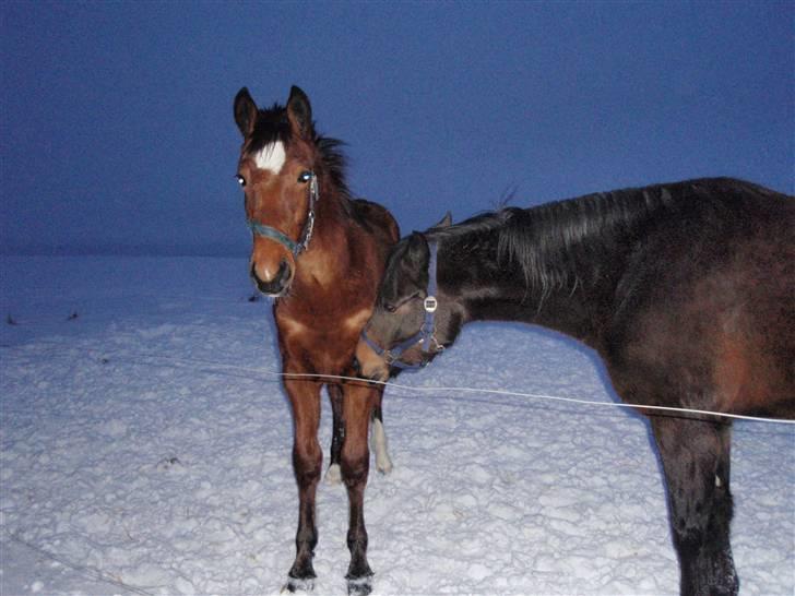 Anden særlig race Sharmør *Bamse* - Shamse i sneen. billede 12