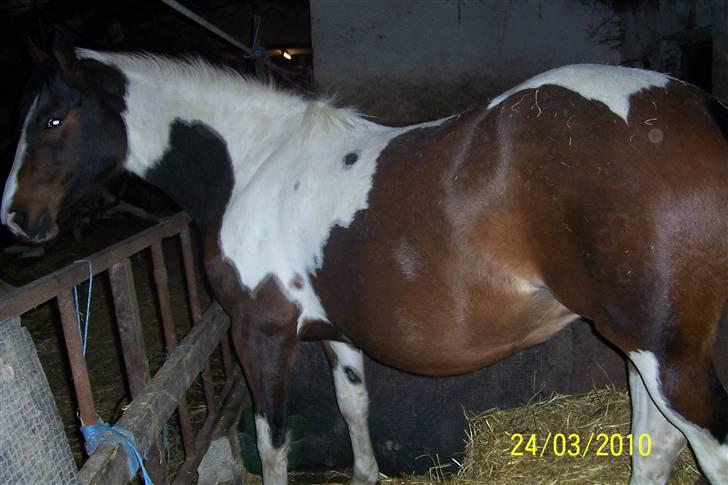 Pinto Hoelgaards Purple Glamour billede 19