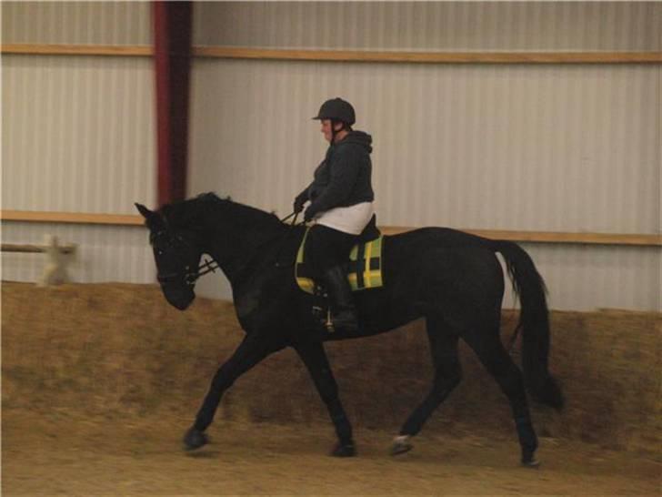 Hollandsk Varmblod Zorro B - zorro og jeg øver dressur billede 12