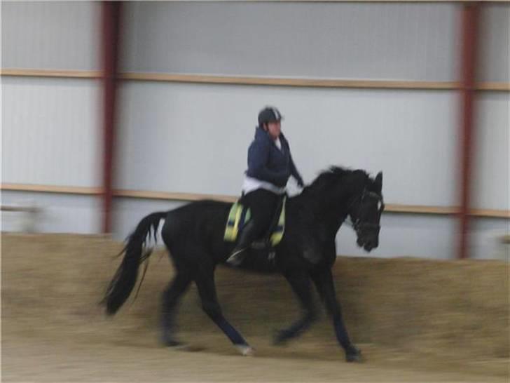 Hollandsk Varmblod Zorro B - zorro og jeg øver dressur billede 13