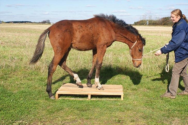 Anden særlig race Troja *Solgt* - Sep 2010, Vi træner på palle. billede 3