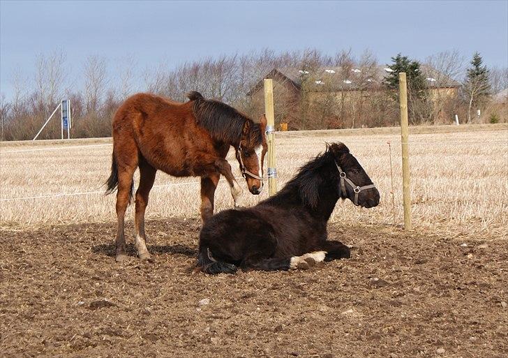 Anden særlig race Troja *Solgt* - Skal vi lege...skal vi lege... skal vi lege..... billede 4