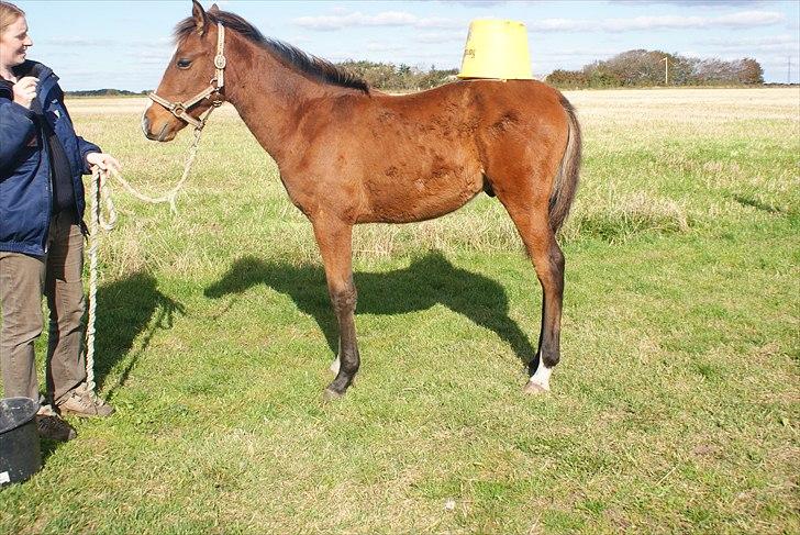 Anden særlig race Troja *Solgt* - Hvad det stakkels føl ikke skal udsættes for... billede 7