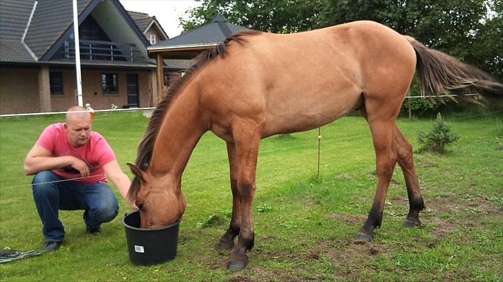 Anden særlig race Adeilo *R.I.P* - Du kan ikke tvinge en hest til at elske dig. Kærlighed kommer med tillid og tillid kommer med tålmodighed. Gør dig selv den tjeneste at have denne tålmodighed og du får dig en ven for livet. billede 9