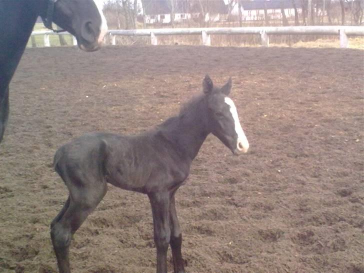 Anden særlig race Bønderskovgård´s Argument *RIP* billede 8