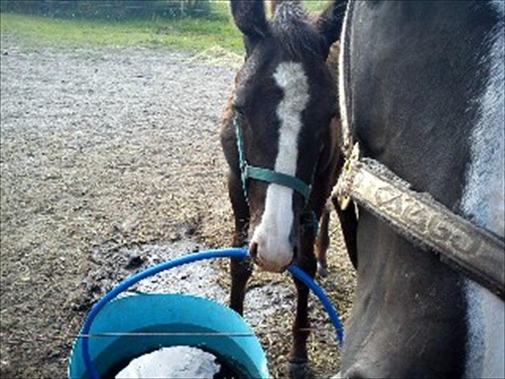 Anden særlig race Bønderskovgård´s Argument *RIP* billede 9