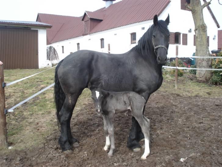 Anden særlig race  Enigma  solgt :-( - Ynglings billede af mine piger :-) billede 9