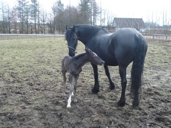 Anden særlig race  Enigma  solgt :-( billede 10