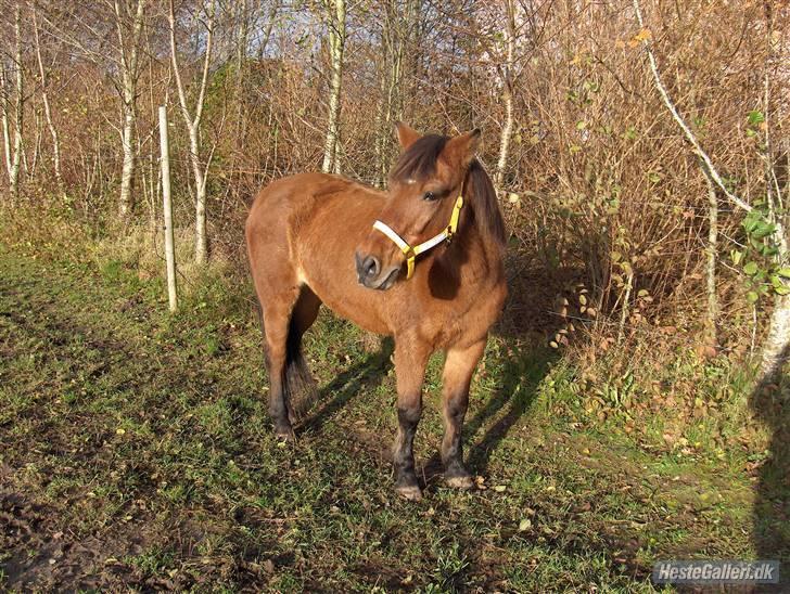 Anden særlig race Twiggi  † R.I.P † <33! - 16.Twiggi pigen vrinsker:´) billede 14