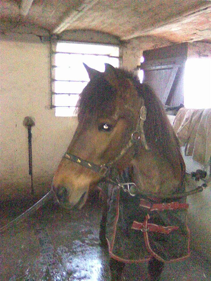 Anden særlig race Twiggi  † R.I.P † <33! - 17.Twiggi: Kaya? Er du der? Jeg vil sige farvel til dig. Kaya: Jeg er her altid for dig min pige:´)<3  billede 15