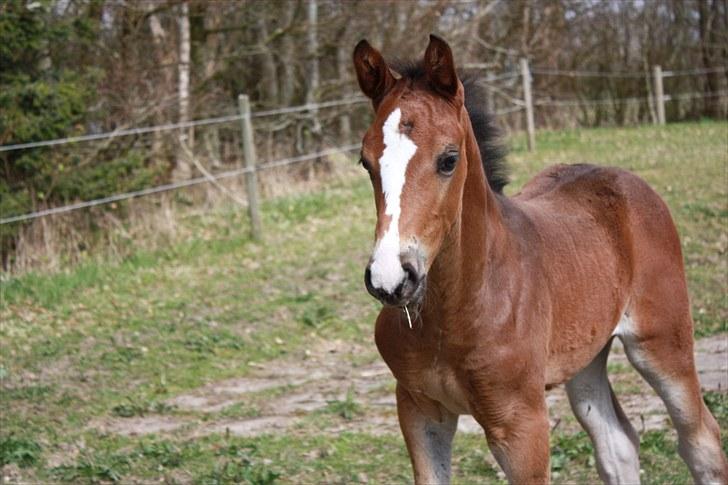Dansk Varmblod Quidditch H  - Lige godt en måned gammel  billede 1