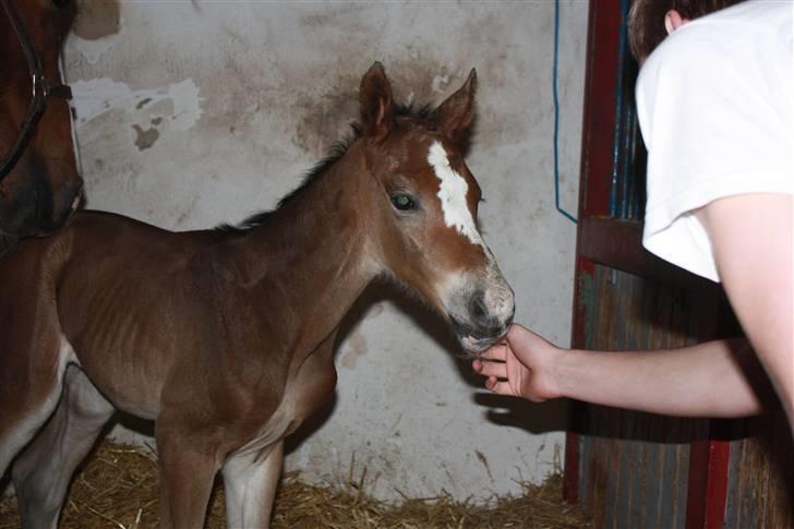 Dansk Varmblod Quidditch H  billede 2