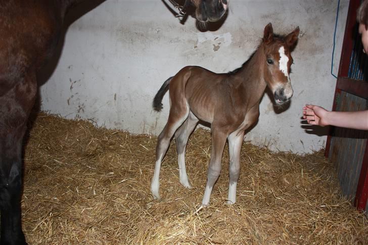 Dansk Varmblod Quidditch H  billede 3