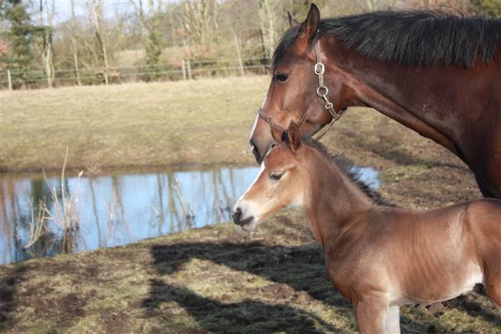 Dansk Varmblod Quidditch H  billede 4