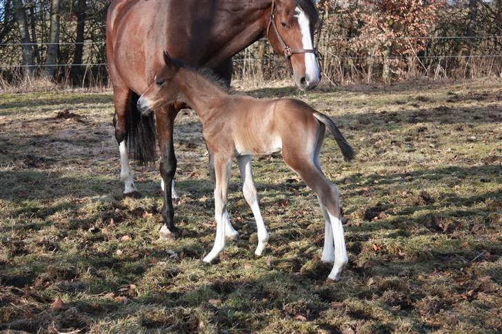 Dansk Varmblod Quidditch H  billede 5