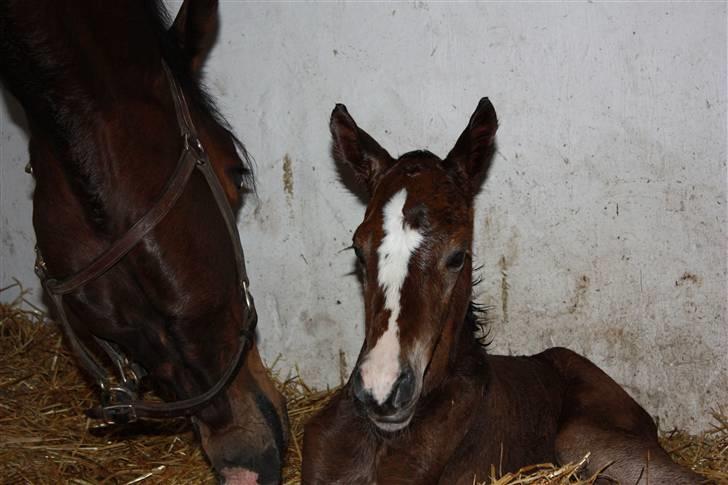 Dansk Varmblod Quidditch H  billede 6