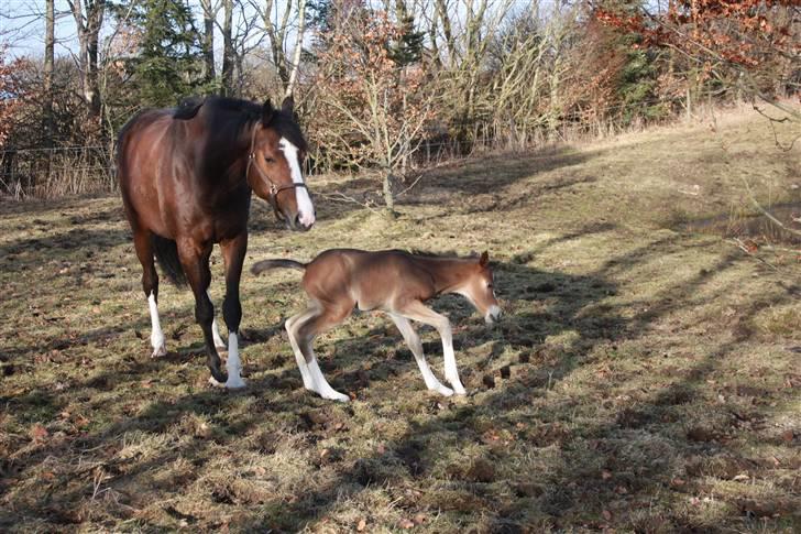Dansk Varmblod Quidditch H  billede 7