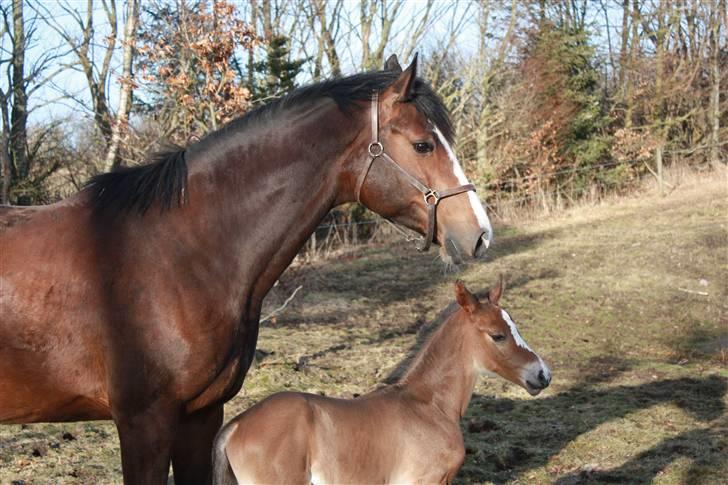 Dansk Varmblod Quidditch H  billede 8