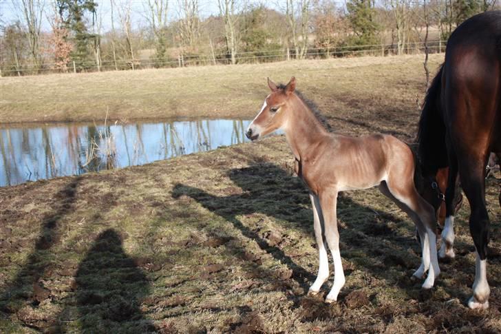 Dansk Varmblod Quidditch H  billede 9