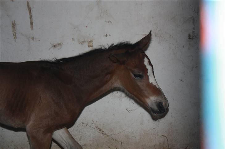 Dansk Varmblod Quidditch H  billede 10