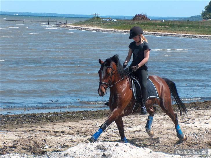 New Forest laban - dette billede er ikke et jeg har taget men den forrie ejer  billede 6