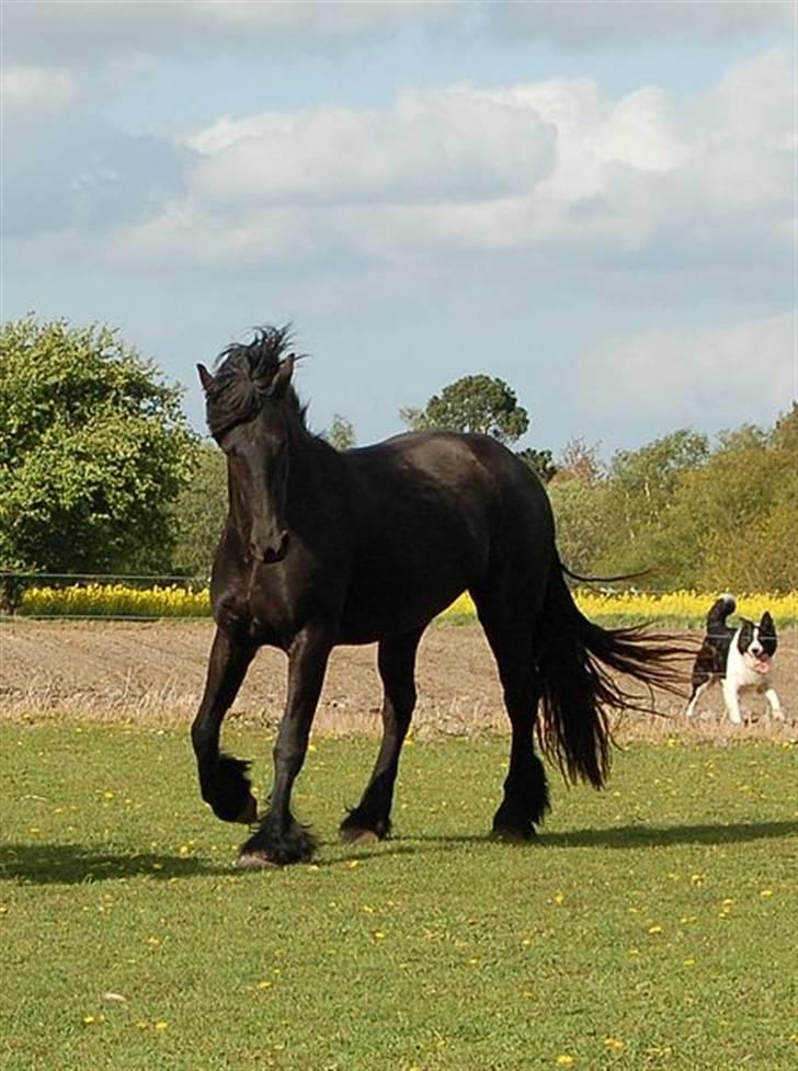 Frieser Tikki - Her er hun rigtig fin.. billede 15