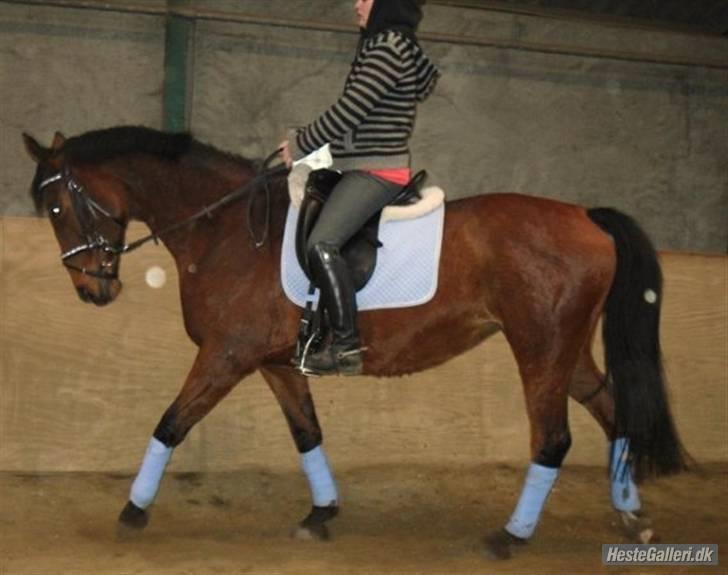 Dansk Varmblod Prinsesse Isabella billede 7