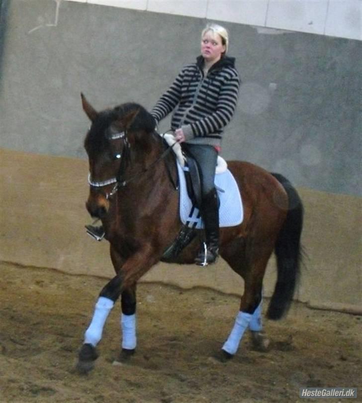 Dansk Varmblod Prinsesse Isabella billede 8