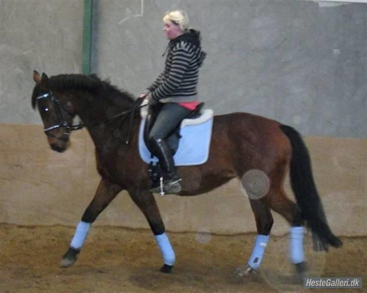 Dansk Varmblod Prinsesse Isabella billede 9