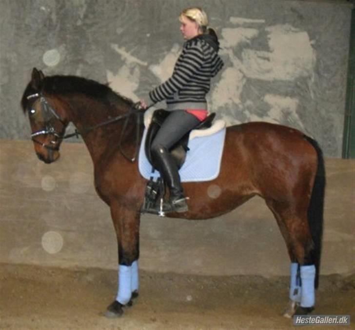 Dansk Varmblod Prinsesse Isabella billede 10