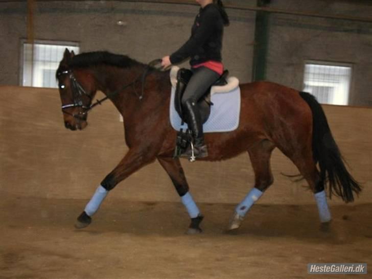 Dansk Varmblod Prinsesse Isabella billede 11