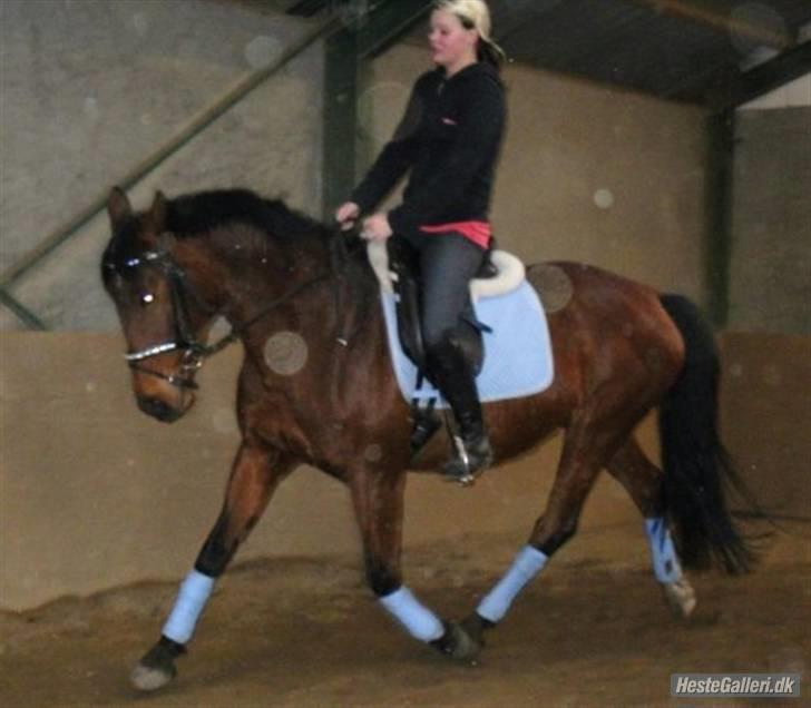 Dansk Varmblod Prinsesse Isabella billede 12