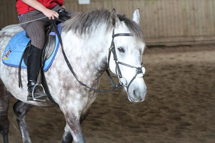 Anden særlig race Silver Moon (part) <3 - silver moon er lækker! :D <3 foto: camilla billede 11