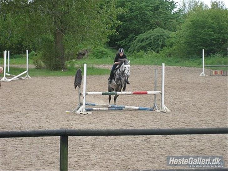 Anden særlig race Silver Moon (part) <3 - hopsa over LB/LA oxer ;)<3 foto: caroline billede 12