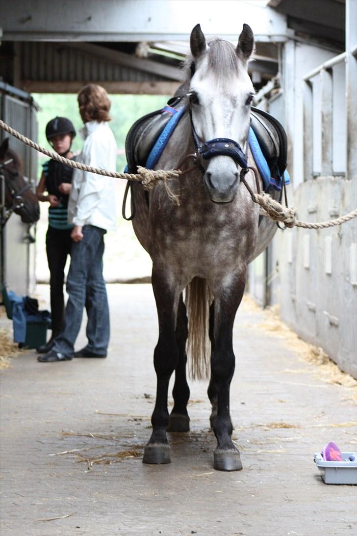 Anden særlig race Silver Moon (part) <3 - den smukke klar til springning :D<3  foto: camilla billede 13