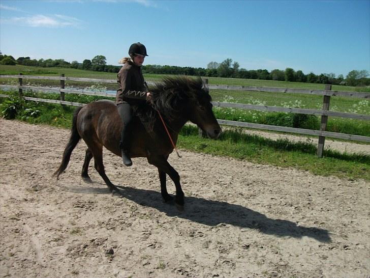 Anden særlig race Sigurd ¤Mit Eventyr :'/ ¤ - 19. Galop i cordeo, For aller første gang STOLT! <3 :) <3 Taget af SR-Photo. billede 19