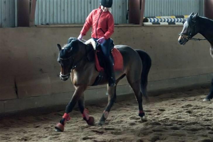 Welsh Pony (sec B) Bjerregårds Sergeant *solgt* - Dressur træning ve Jane Svanekjær billede 17
