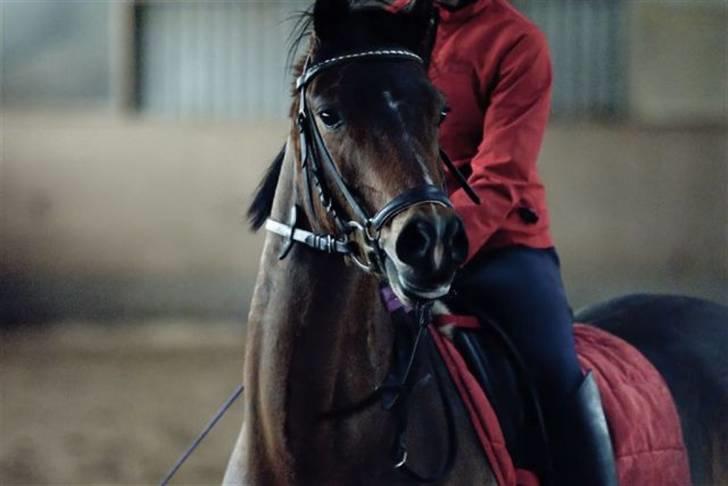 Welsh Pony (sec B) Bjerregårds Sergeant *solgt* - Sergeant blev bange da der blevet fældet grene uden for halen. billede 18