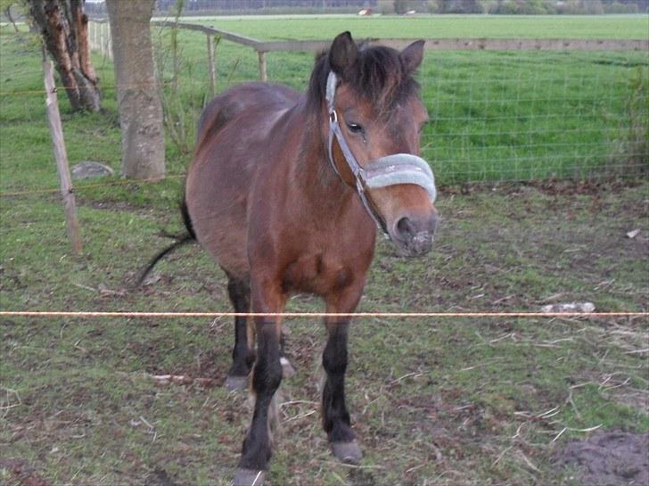 Anden særlig race Maika - Solgt - smukke Maika billede 2