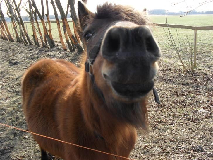 Anden særlig race Maika - Solgt billede 3