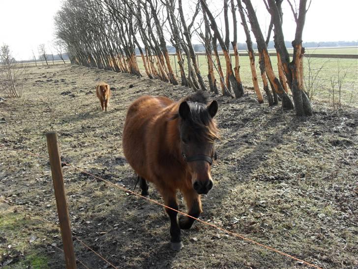 Anden særlig race Maika - Solgt billede 4