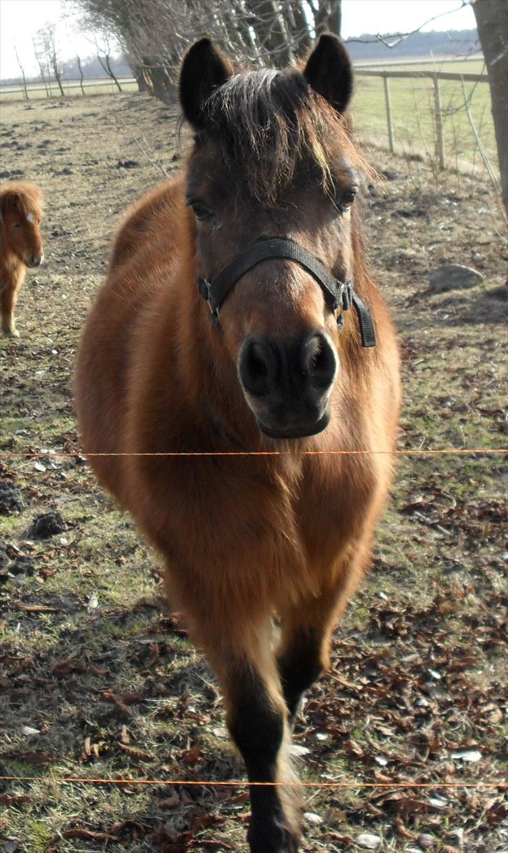 Anden særlig race Maika - Solgt billede 1
