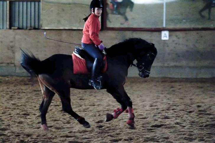 Welsh Pony (sec B) Bjerregårds Sergeant *solgt* - Dressur træning ved Jane Svanekjær billede 19