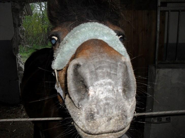 Anden særlig race Maika - Solgt - hvad er et kamara for noget mor....? må jeg lige se....? billede 5