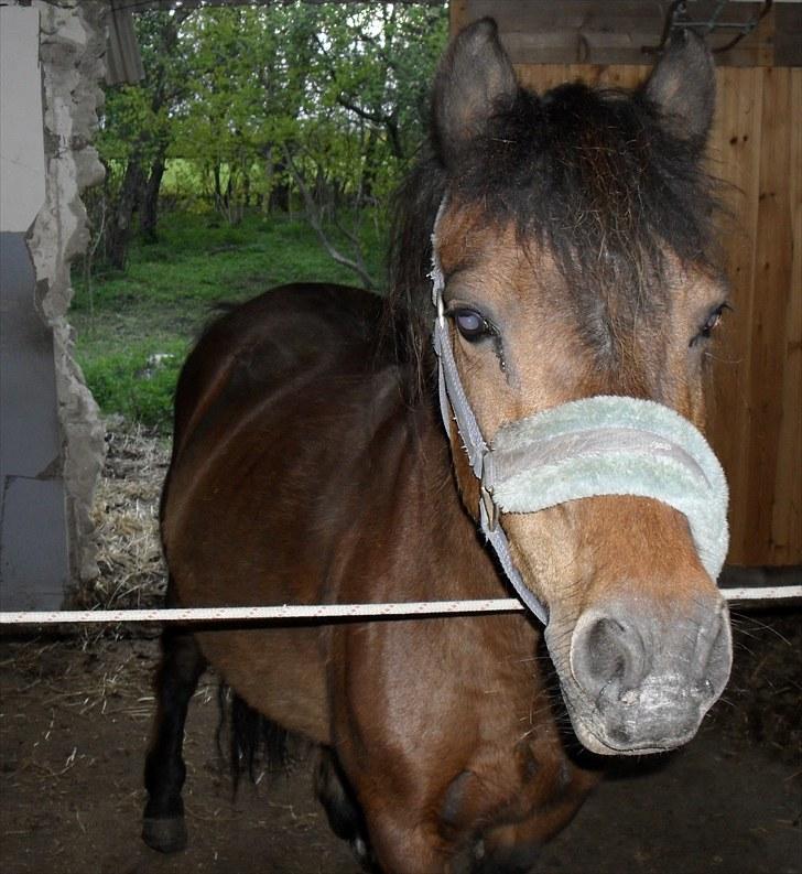 Anden særlig race Maika - Solgt billede 6